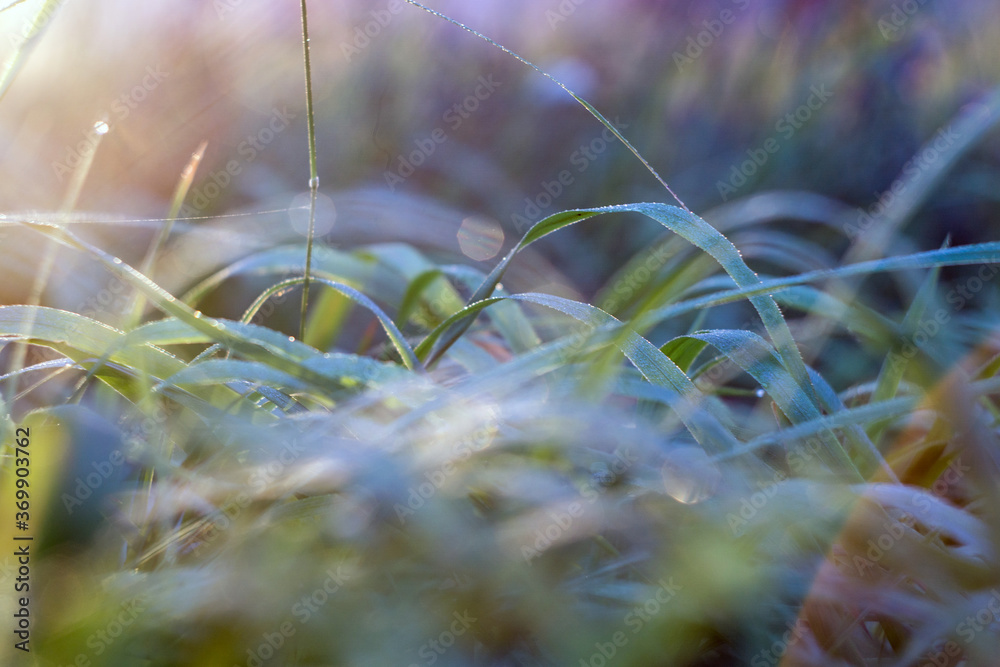 fresh green trauma in the morning dew and the rays of the dawn sun