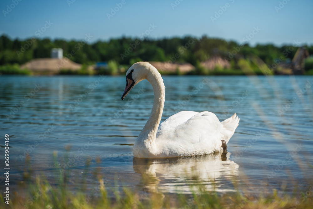 Fototapeta premium swan floating on the lake