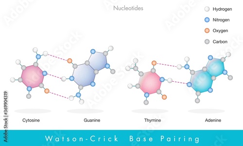 Nucleic acid bases structure adenine, guanine,  cytosine, thymine chemical structure.  photo