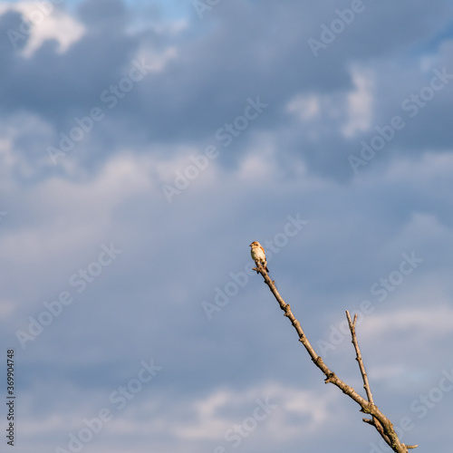 Small bird on a naked branch