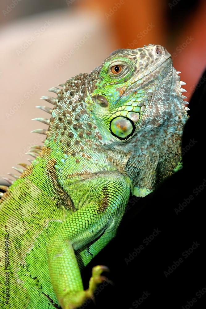 Green iguana as a pet, close-up