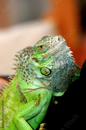 Green iguana as a pet  close-up