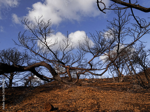 burned tree