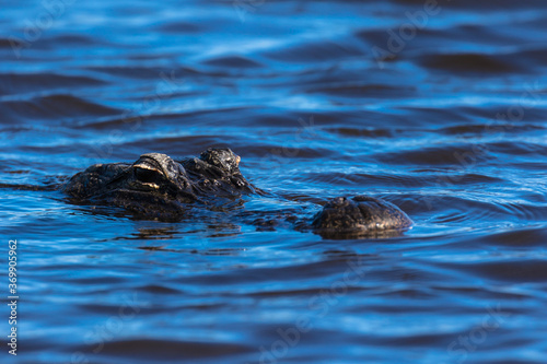 Alligator swimming in the Everglades, Florida, USA