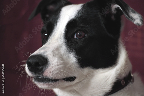 black and white dog portrait close up