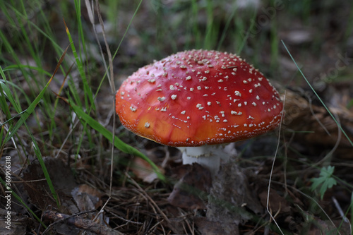 poisonous mushroom fly agaric in the forest