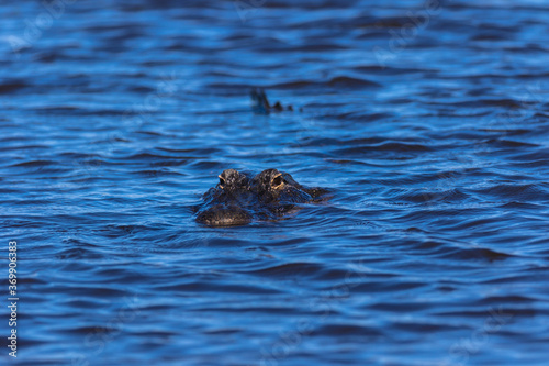 Alligator swimming in the Everglades  Florida  USA