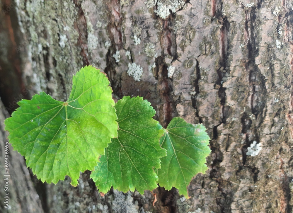 green oak leaf