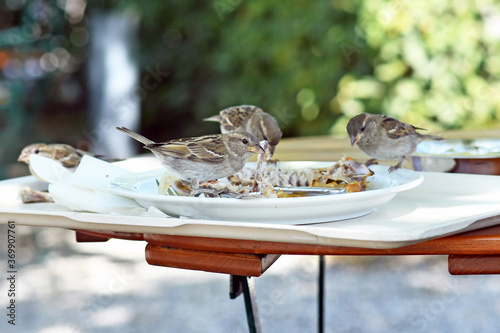 Foto Cannibalistic sparrow bird eating chicken carcass of leftover food on plate on r