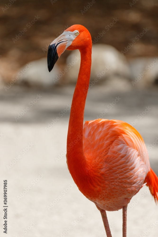 Fototapeta premium American Flamingo, Everglades National Park, Florida, USA