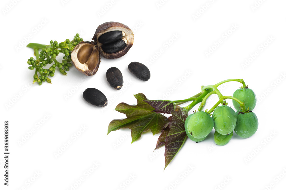 Physic Nut,Jatropha curcas isolated on white background...The fruit and