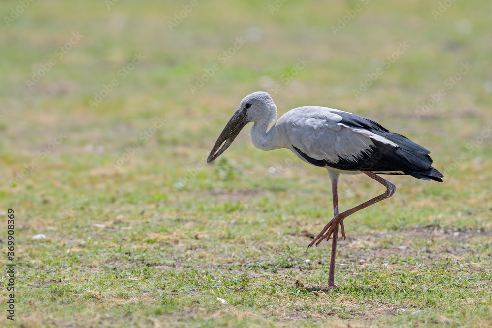 Fototapeta premium Asian Openbill Stork - Anastomus oscitans, beautiful large bird from Asian fresh waters, Sri Lanka.