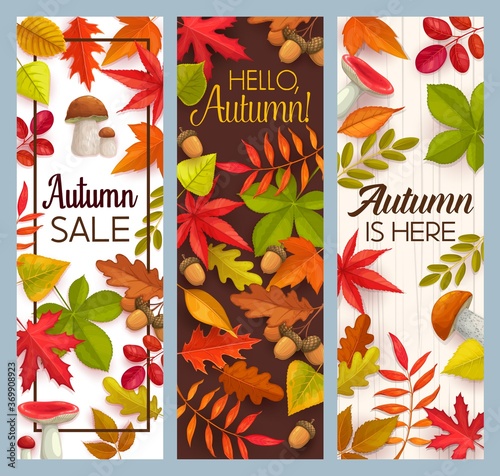 Hello Autumn and fall seasonal sale vector banners with fallen leaves and mushrooms. Maple, oak, chestnut and rowan foliage, forest cep, russula and acorns, welcome autumn promotional cards design set