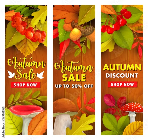 Autumn sale, fall season discount price offer. Fallen leaves, hawthorn and rowanberry branch with russula, cep and fly agaric mushrooms on wooden background. Foliage of maple and chestnut banners set
