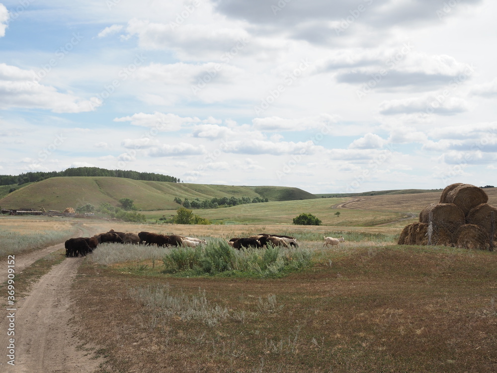 Obraz premium flock of sheep and goats cross a rural road