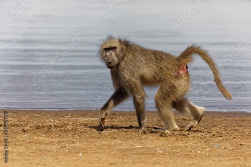 Baboon walking along a waterhole. Large female chacma baboon on the move  Kruger national park 