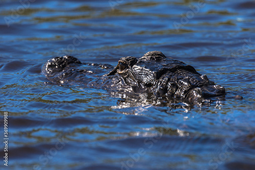 Alligator swimming in the Everglades, Florida, USA © Ian Kennedy