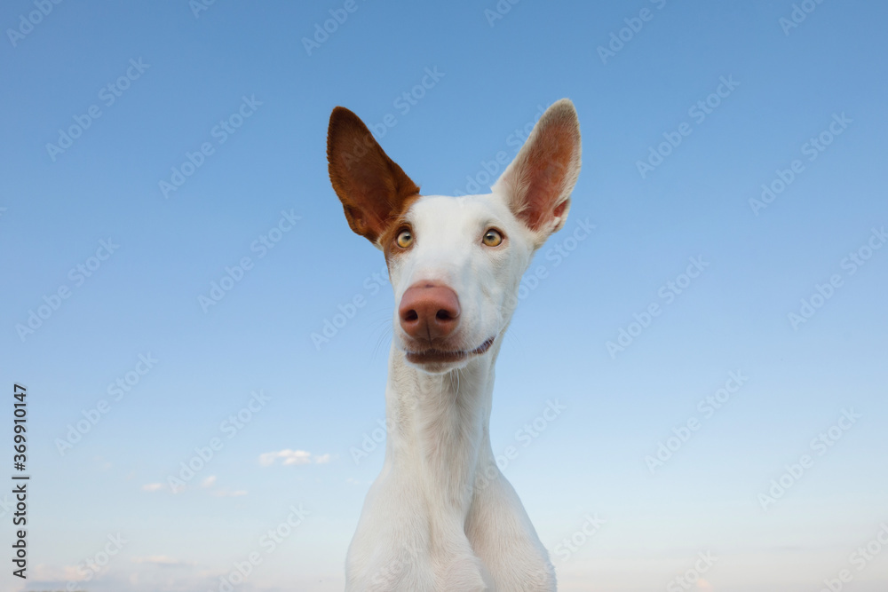 happy dog portrait, wide angle. funny Graceful Ibizan greyhound on a sky background. 