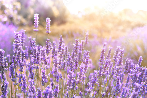 Mountain lavender on Hvar island in Croatia in sun flare