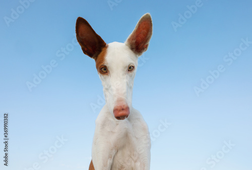 happy dog portrait, wide angle. funny Graceful Ibizan greyhound on a sky background. 