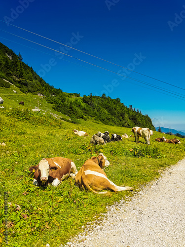 eine Herde von Kühen am Wegesrand