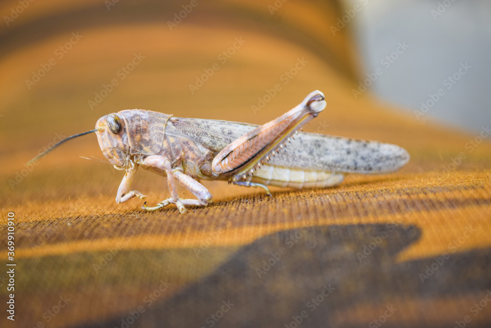 Locust Dead Shell brown dead locusts broken legs, grasshopper macro insect bug close up ...