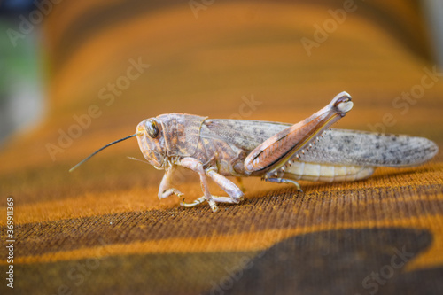 locusts broken legs, grasshopper macro insect bug close up, wild animal migrating locust body invertebrate wallpaper