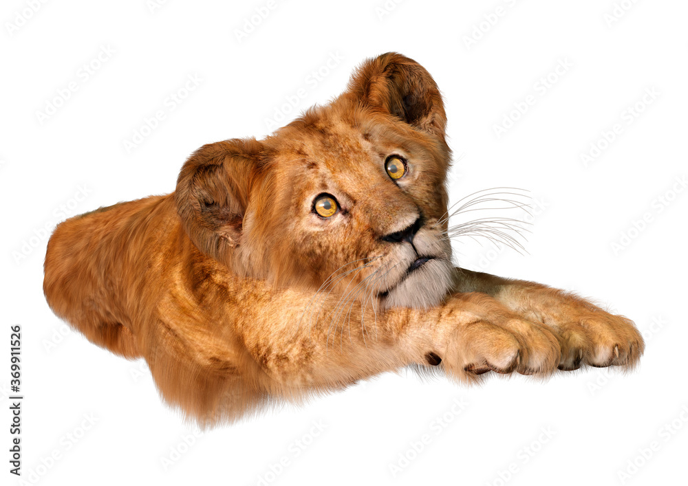 Obraz premium 3D Rendering Lion Cub on White