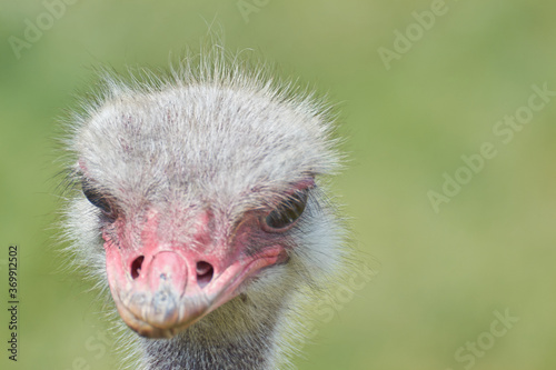 Ostrich face close up, head and beak of an ostrich, focusing on ostrich eyes  © e-Kis