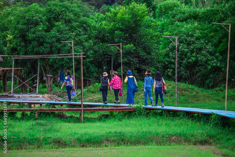 Fototapeta premium blurry nature background of bamboo trees with green leaves planted along the rice fields, with cool wind blowing through, the integrity of the ecology.