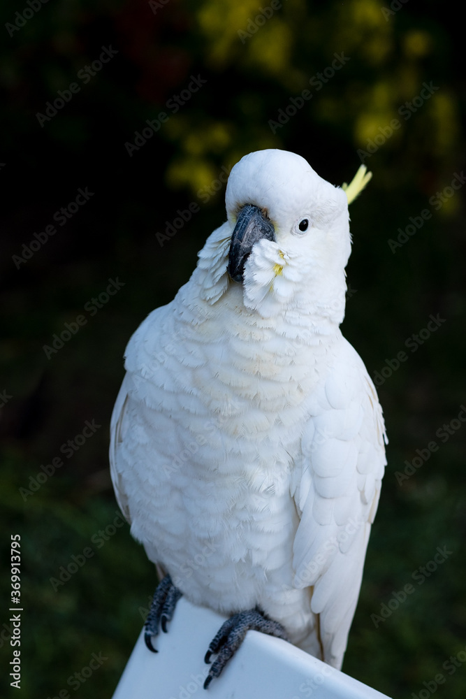 Sulphur-crested cockatoo visiting during the COVID-19 Lockdown