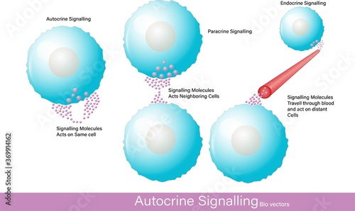 different modes of Hormonal signaling 