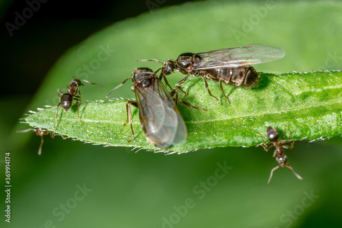 Winged black garden ant before swarming on a blade of grass