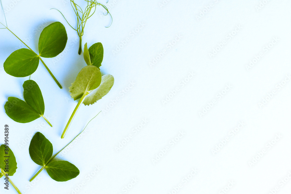 Obraz premium fresh sweet pea sprout on blue bacground. Concept micro greens, gardening, growing greenery at home, healthy, ingredient for salad. Flatlay, copyspace