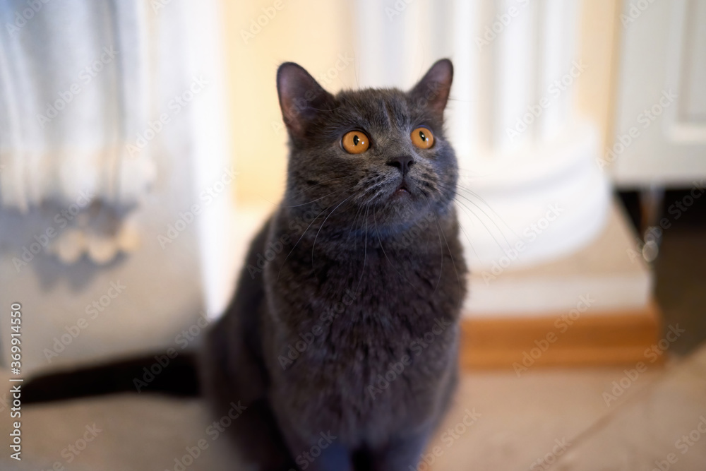 Cat with dark grey fur