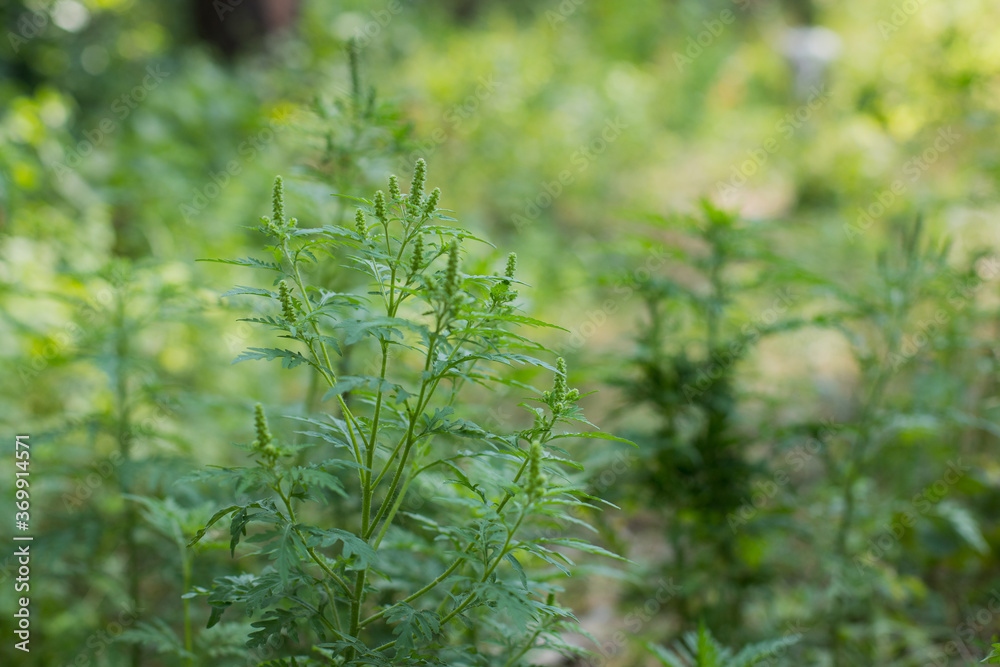 Ragweed bushes. Ambrosia artemisiifolia causing allergy summer and autumn. ambrosia is a dangerous weed. its pollen causes a strong allergy at the mouth during flowering. Ragweed bushes. Ambrosia artemisiifolia causing allergy summer and autumn. ambrosia is a dangerous weed. its pollen causes a strong allergy at the mouth during flowering.