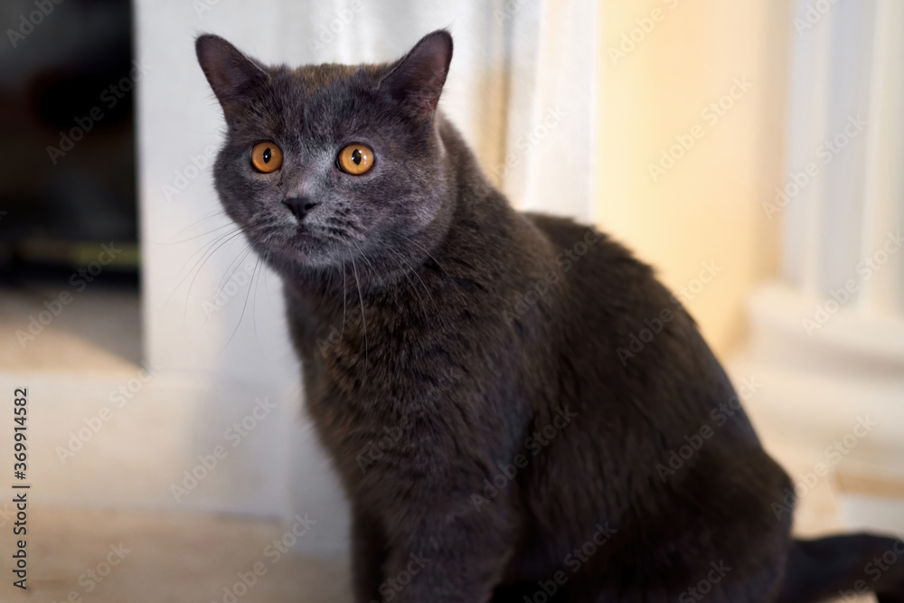 Cat with dark grey fur