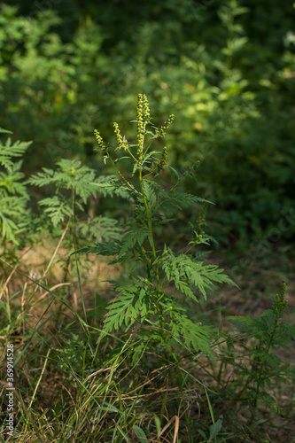 Ragweed bushes. Ambrosia artemisiifolia causing allergy summer and autumn. ambrosia is a dangerous weed. its pollen causes a strong allergy at the mouth during flowering.