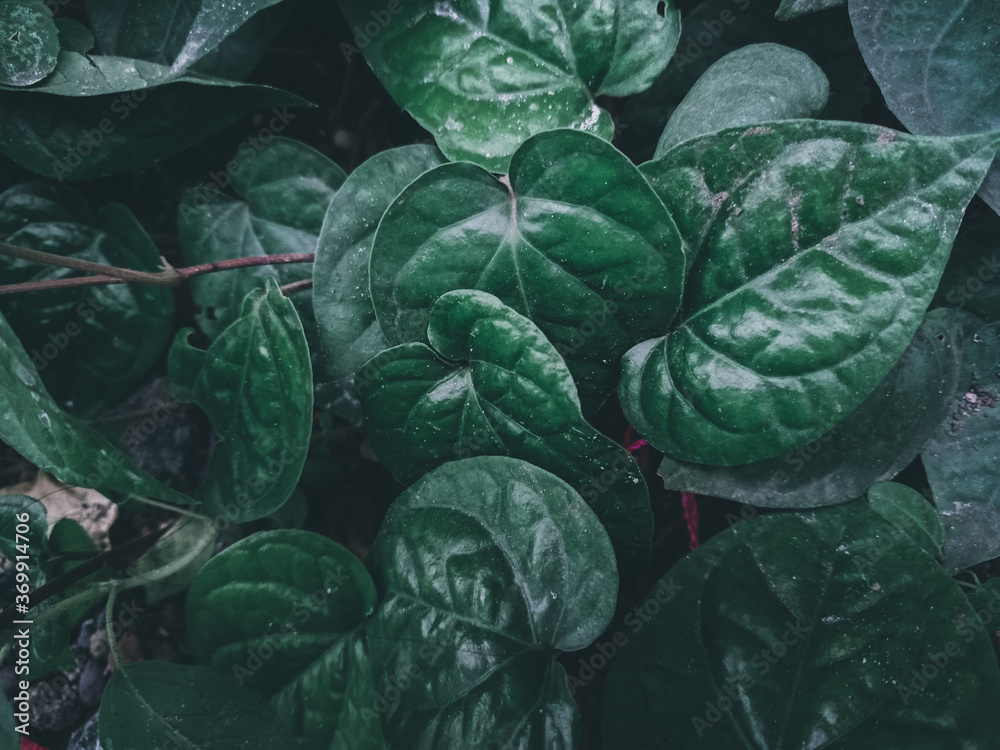 Obraz premium close up of a green leaves 