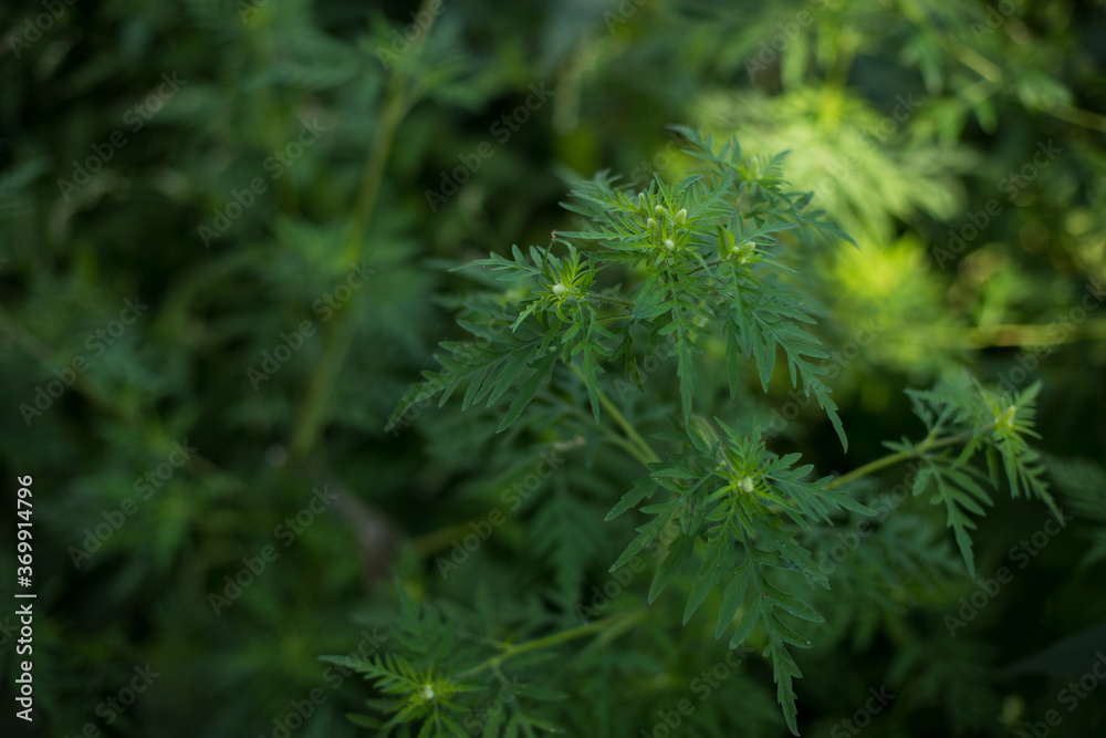 Ragweed bushes. Ambrosia artemisiifolia causing allergy summer and autumn. ambrosia is a dangerous weed. its pollen causes a strong allergy at the mouth during flowering.