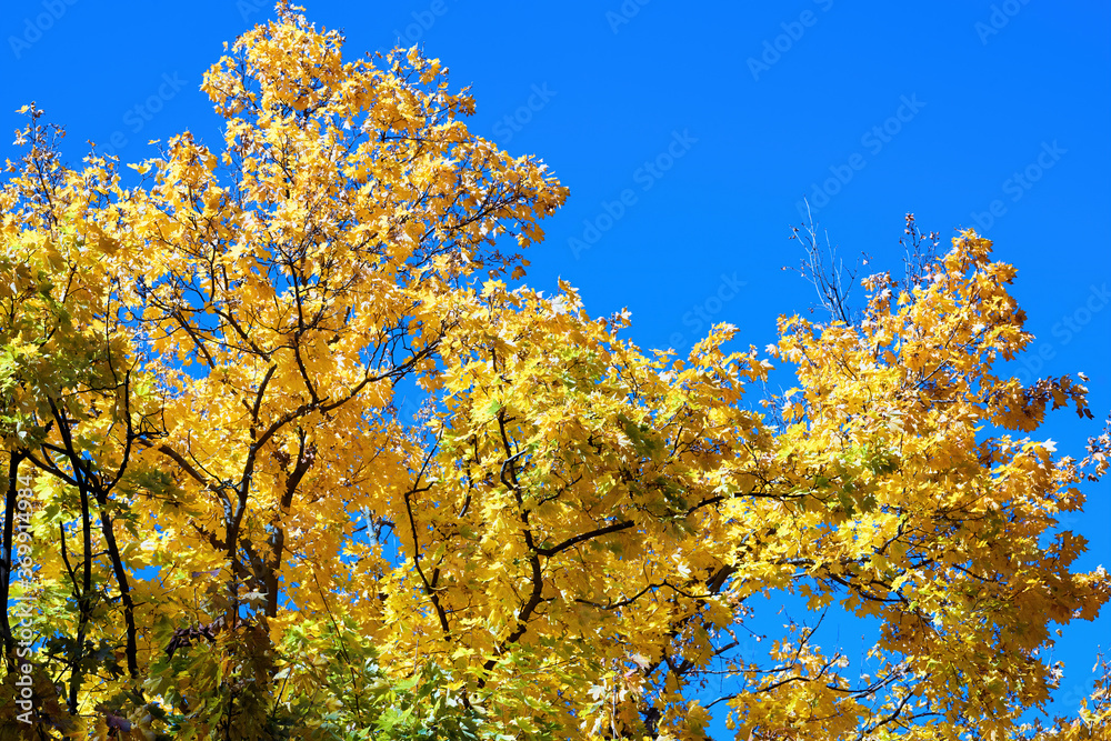 Fototapeta premium Yellowed tree in Chisinau, Moldova