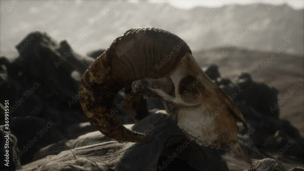 European mouflon ram skull in natural conditions in rocky mountains European mouflon ram skull in natural conditions in rocky mountains