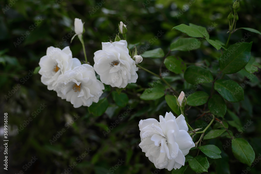 Obraz premium white garden roses are growing strong, gardening during summer time