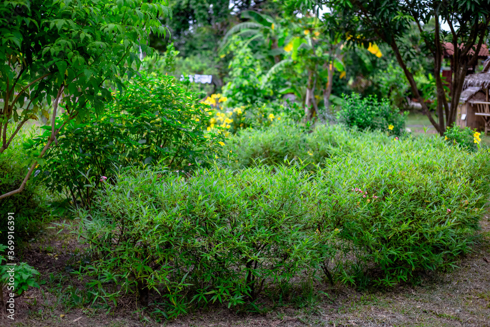 The natural background of many species of plants that are laid out in the park, for the propagation of the species and to provide shade for those who stop by while traveling to study the ecology. The natural background of many species of plants that are laid out in the park, for the propagation of the species and to provide shade for those who stop by while traveling to study the ecology.