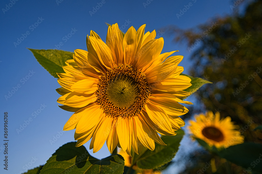Kopf und Nahaufnahme einer Sonnenblume im Sommer Kopf und Nahaufnahme einer Sonnenblume im Sommer