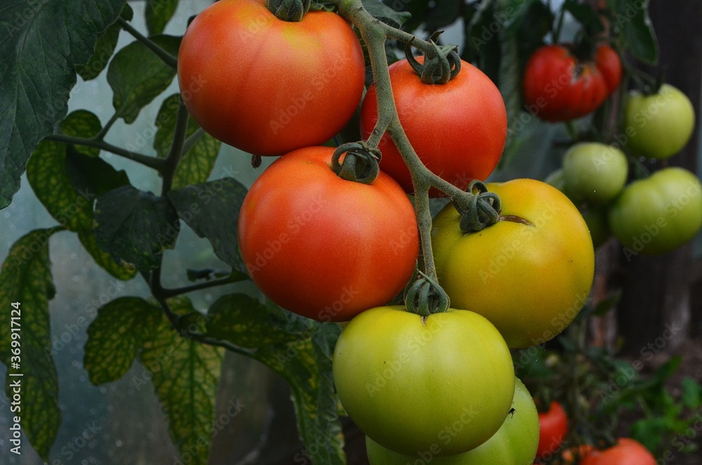 Organic tomatoes are prepared in a greenhouse on the farm