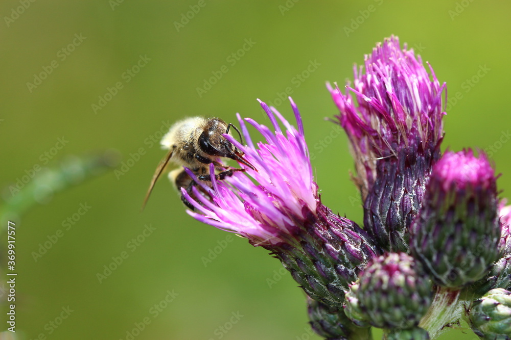 Biene, Blüte, Natur, Wiese, Pflanze, Makro,Insekt, Feld Biene, Blüte, Natur, Wiese, Pflanze, Makro,Insekt, Feld