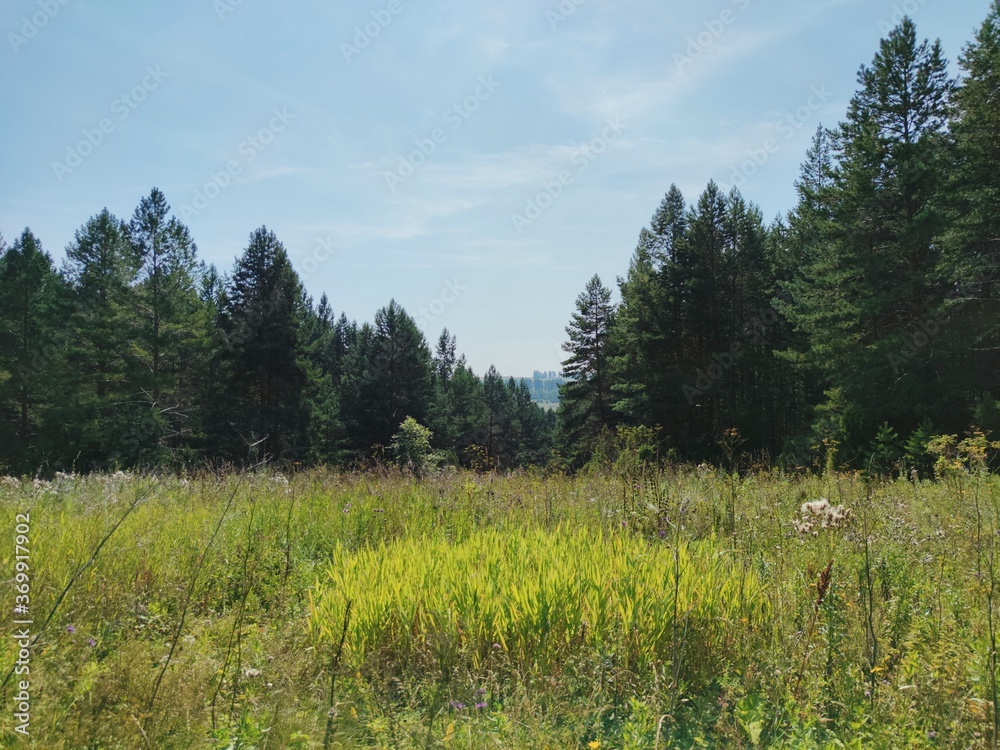 sunny glade on a forest slope against a blue sky