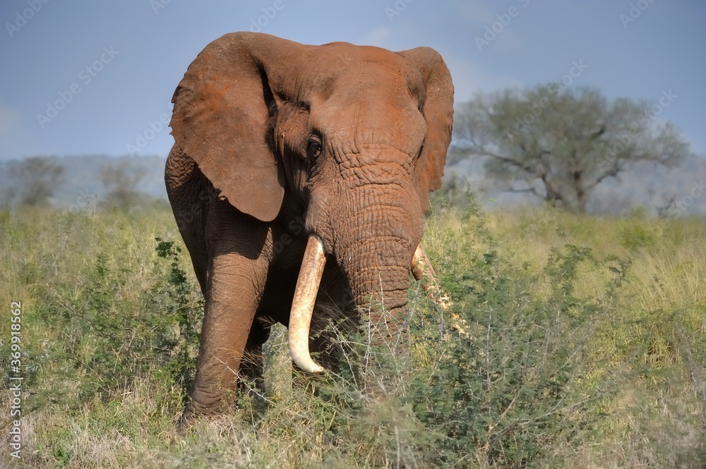TUSKER. Mature bull elephant (Loxodonta africana) , kwazulu Natal, South Africa 