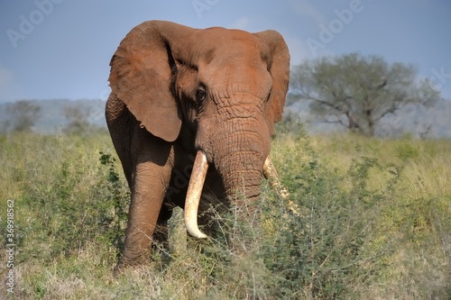 TUSKER. Mature bull elephant  Loxodonta africana    kwazulu Natal  South Africa 